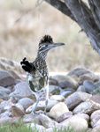 Greater Roadrunner 3961